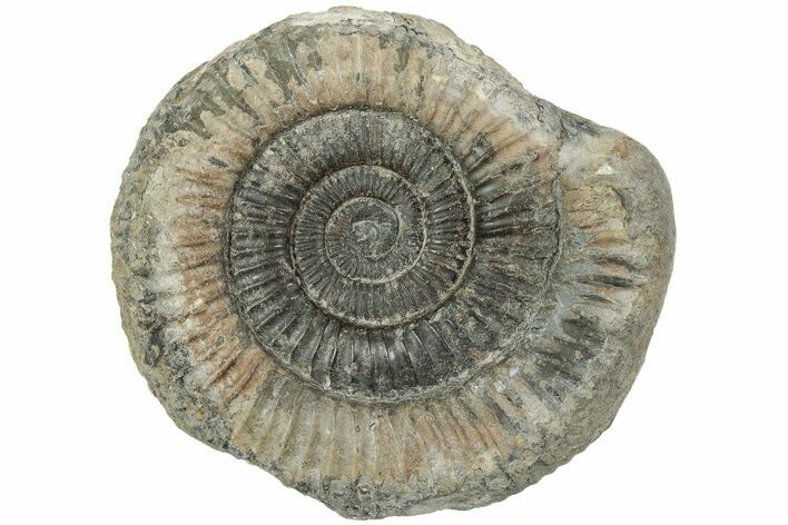 Ammonite (Dactylioceras) Fossil - England #223873